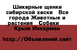 Шикарные щенки сибирской хаски - Все города Животные и растения » Собаки   . Крым,Инкерман